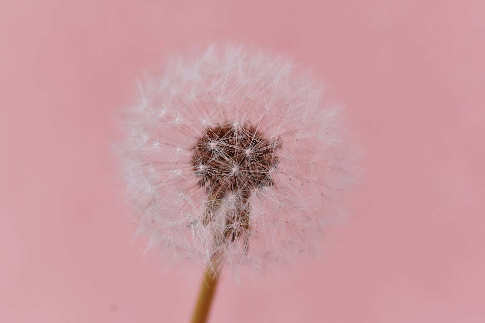 Pale Pink Background Dandelion Plant