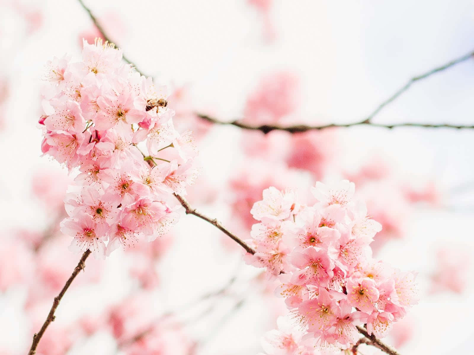 Pale Pink Background Cherry Blossoms