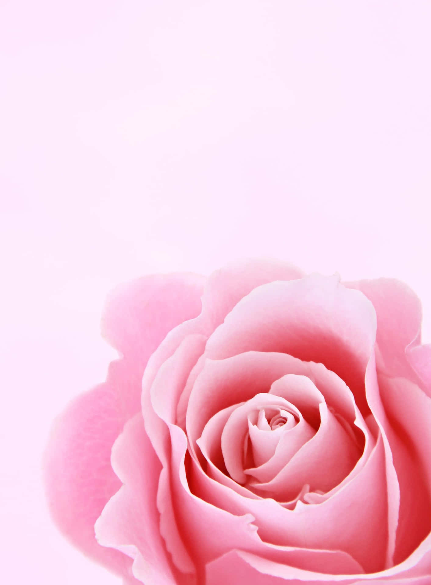 Pale Pink Background Lovely Rose