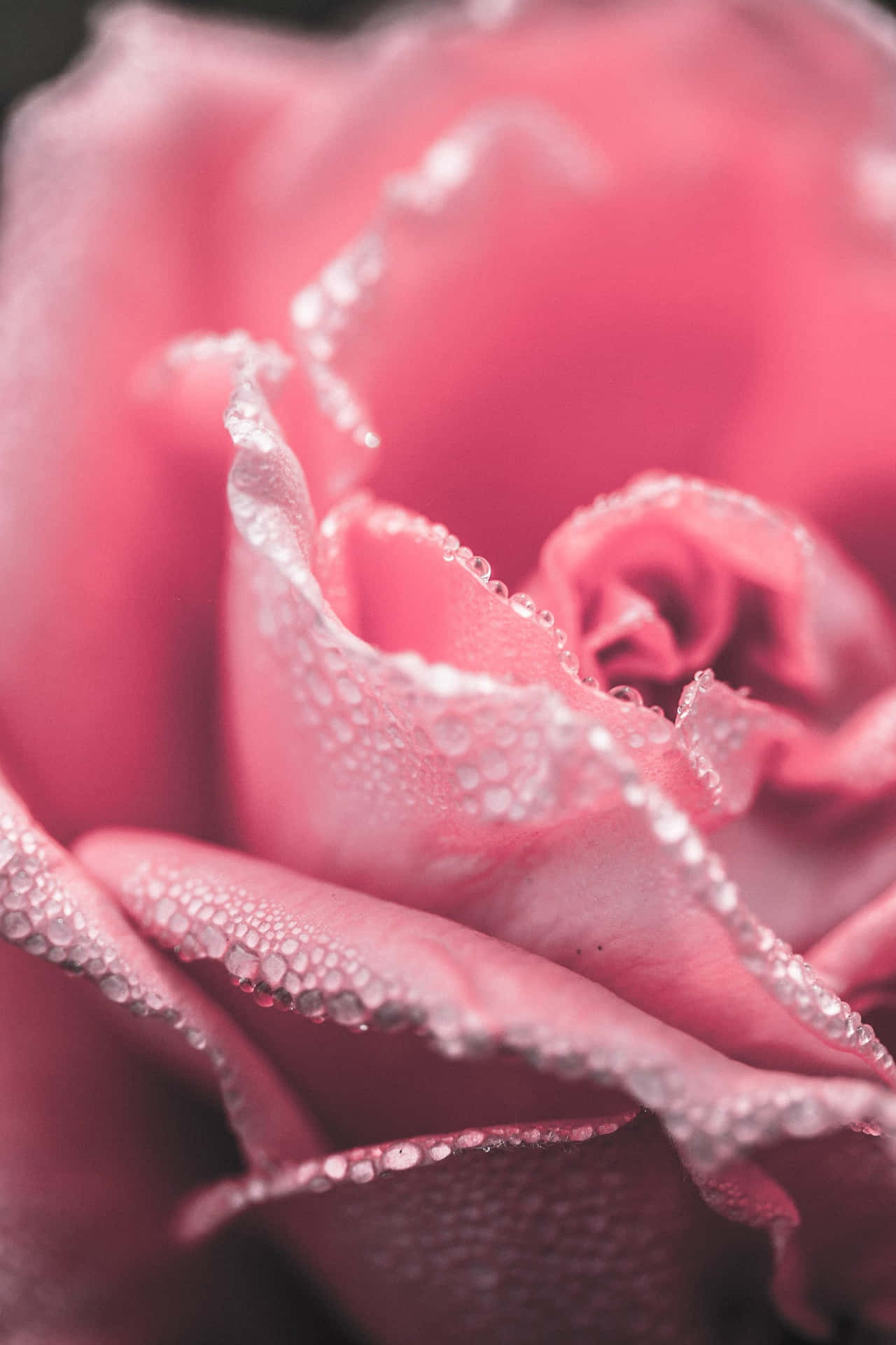 Pale Pink Background Rose Water Droplets