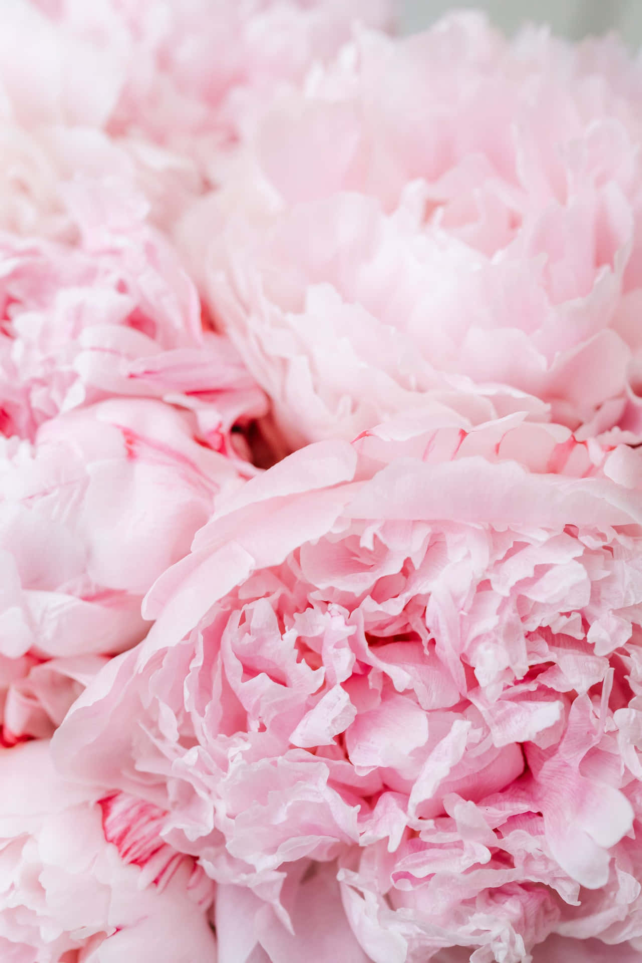 Pale Pink Background Flowers Petals
