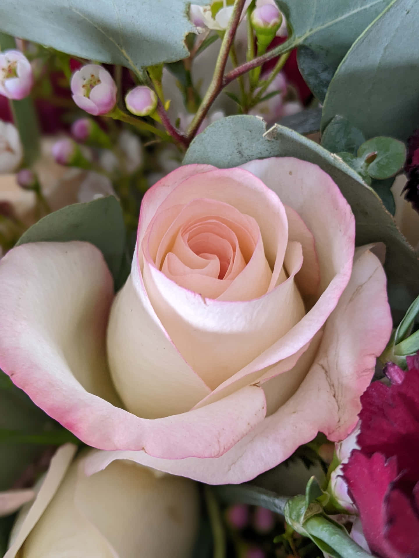 Rosahermosa De Color Rosa Pálido Fondo de pantalla