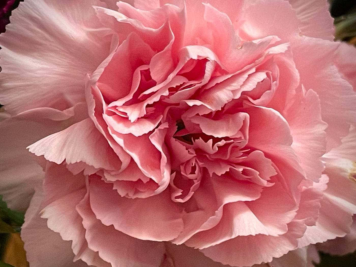 Pale Pink Carnation Closeup Wallpaper