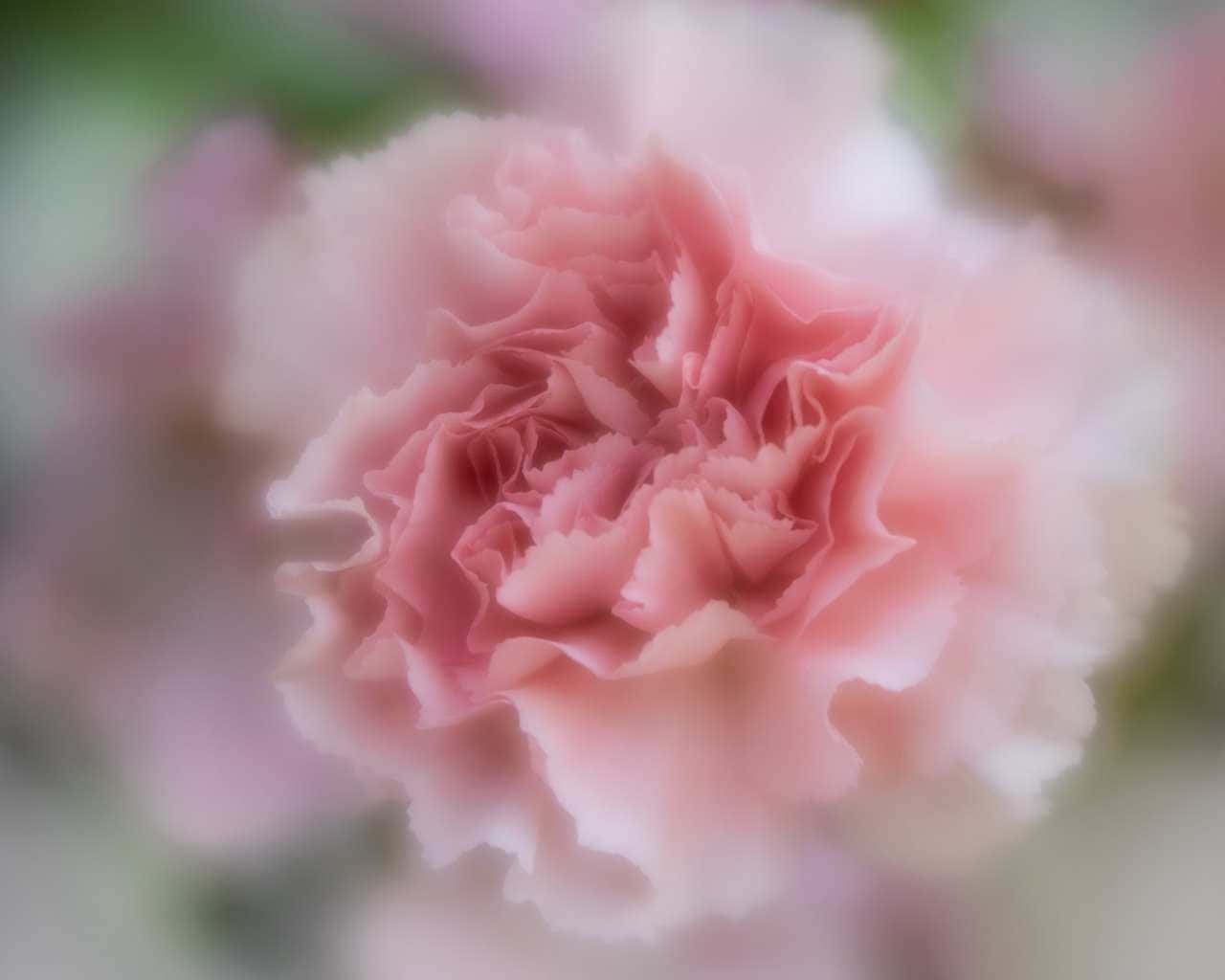 Pale Pink Carnation Soft Focus Wallpaper