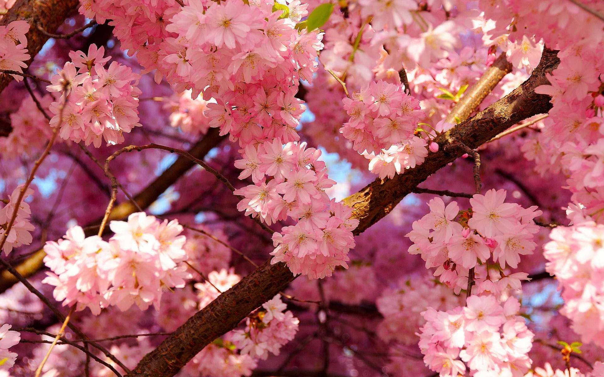 Pale Pink Cherry Blossoms Wallpaper
