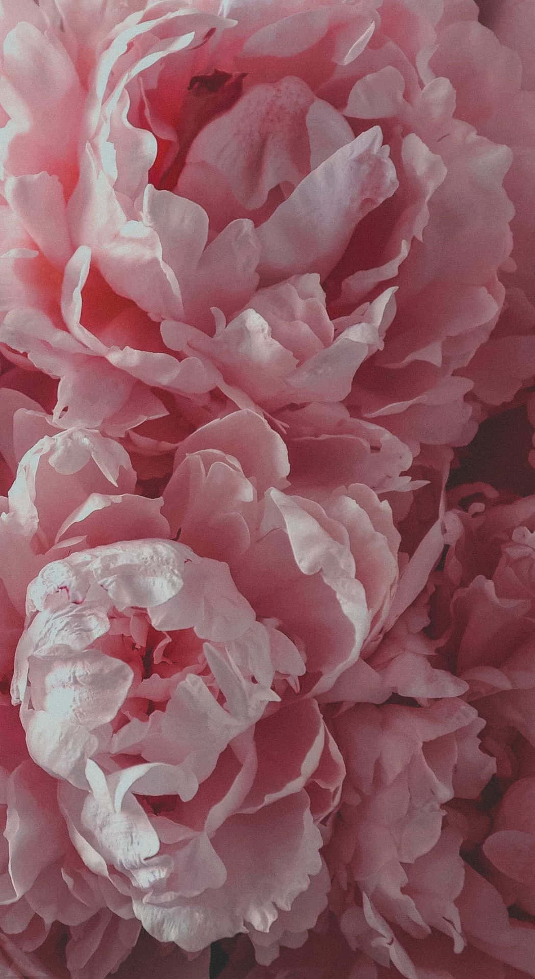 Pale Pink Peonies Floral Background Wallpaper