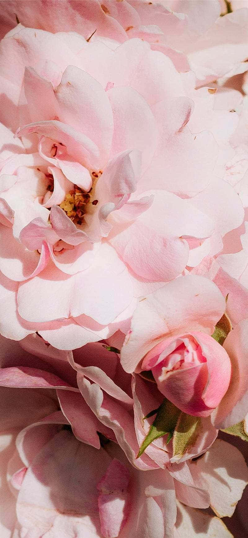 Pale Pink Rose Blooms_ Closeup Wallpaper