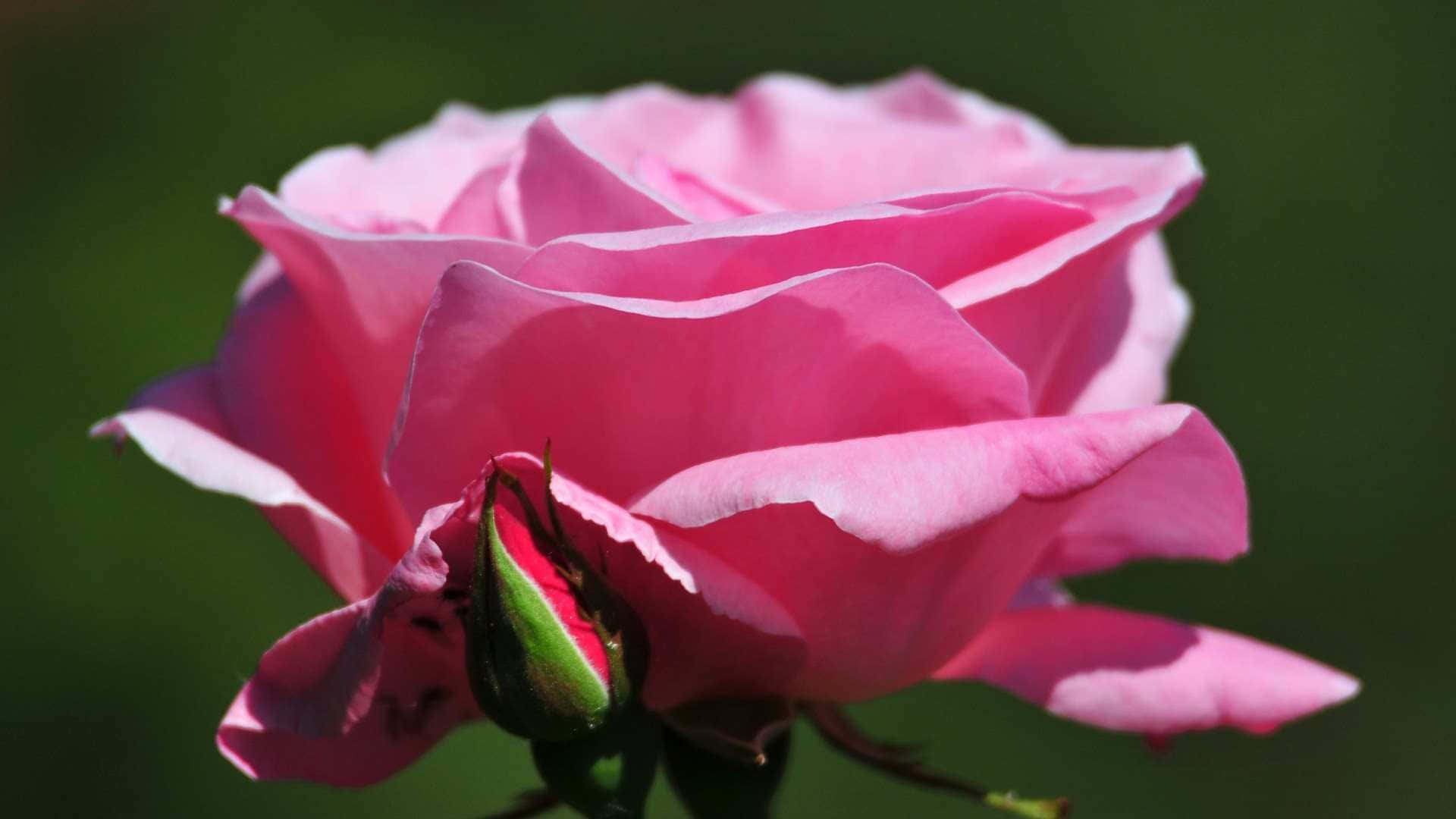 Pale Pink Rose Blossomand Bud Wallpaper