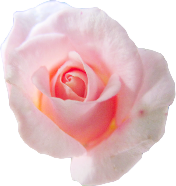 Pale Pink Rose Isolated Background PNG