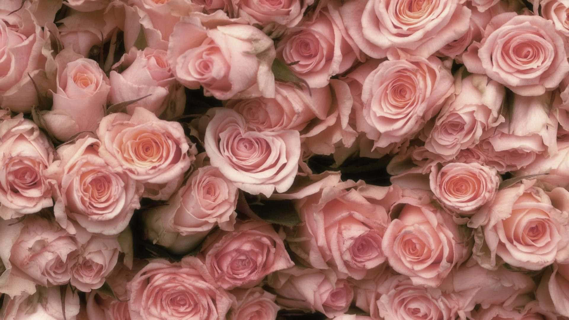 Pale Pink Roses Background Wallpaper