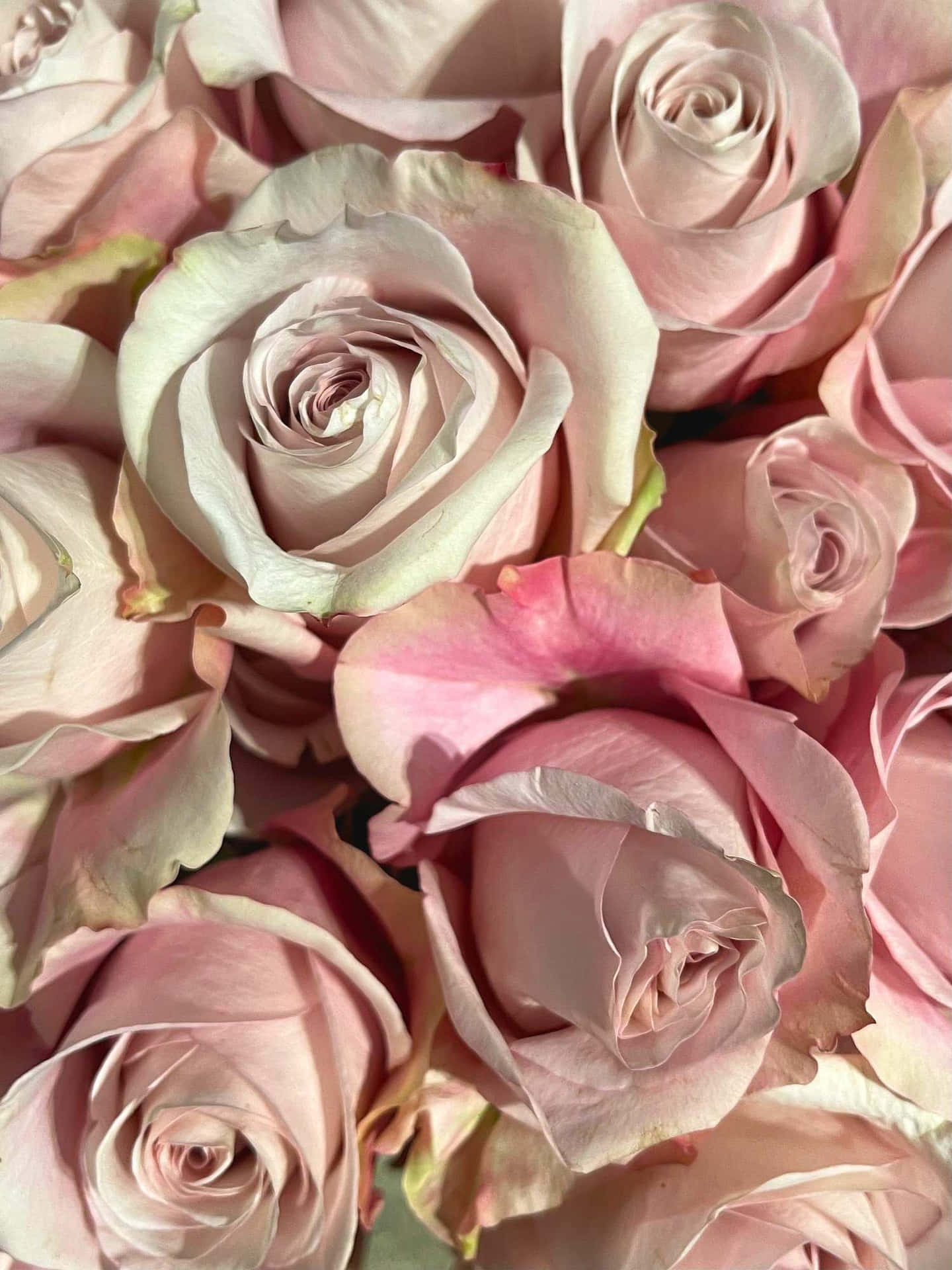 Pale Pink Roses Bouquet Wallpaper