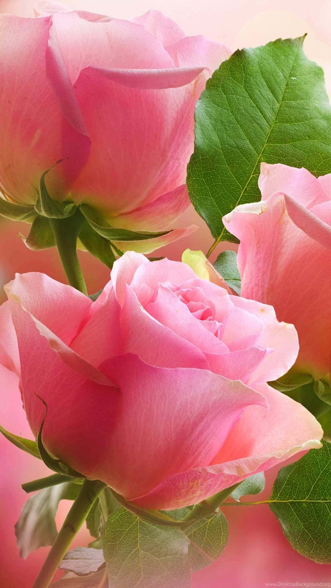 Pale Pink Roses Soft Background Wallpaper