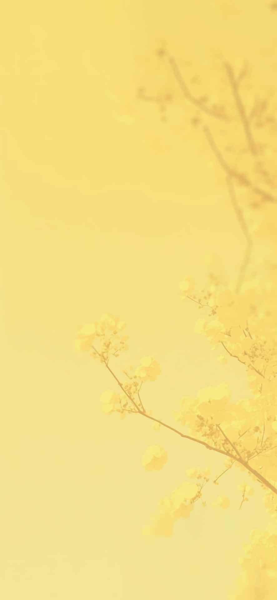 A calm and radiant Pale Yellow background