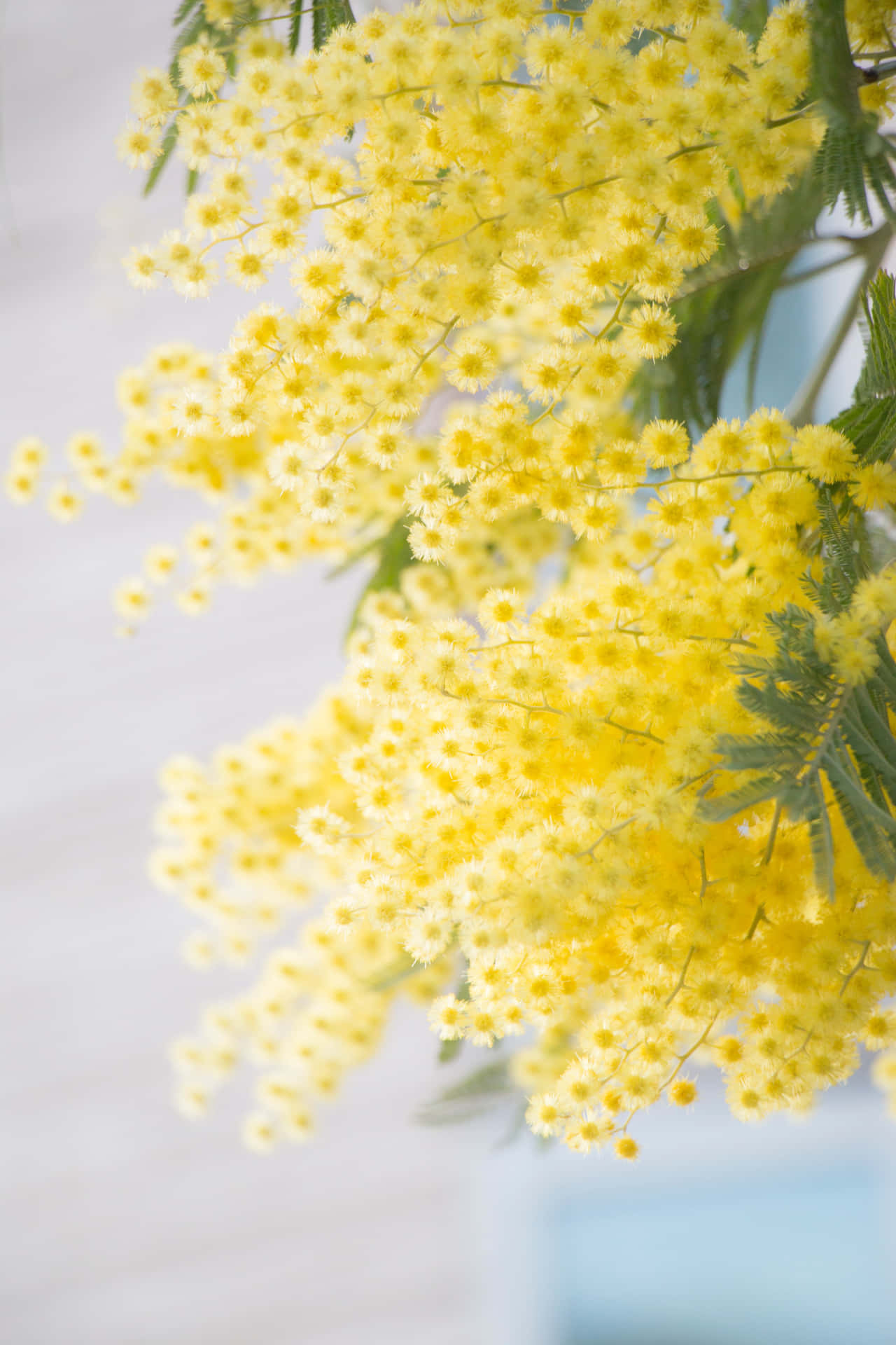 A Yellow Flowering Tree With White Flowers