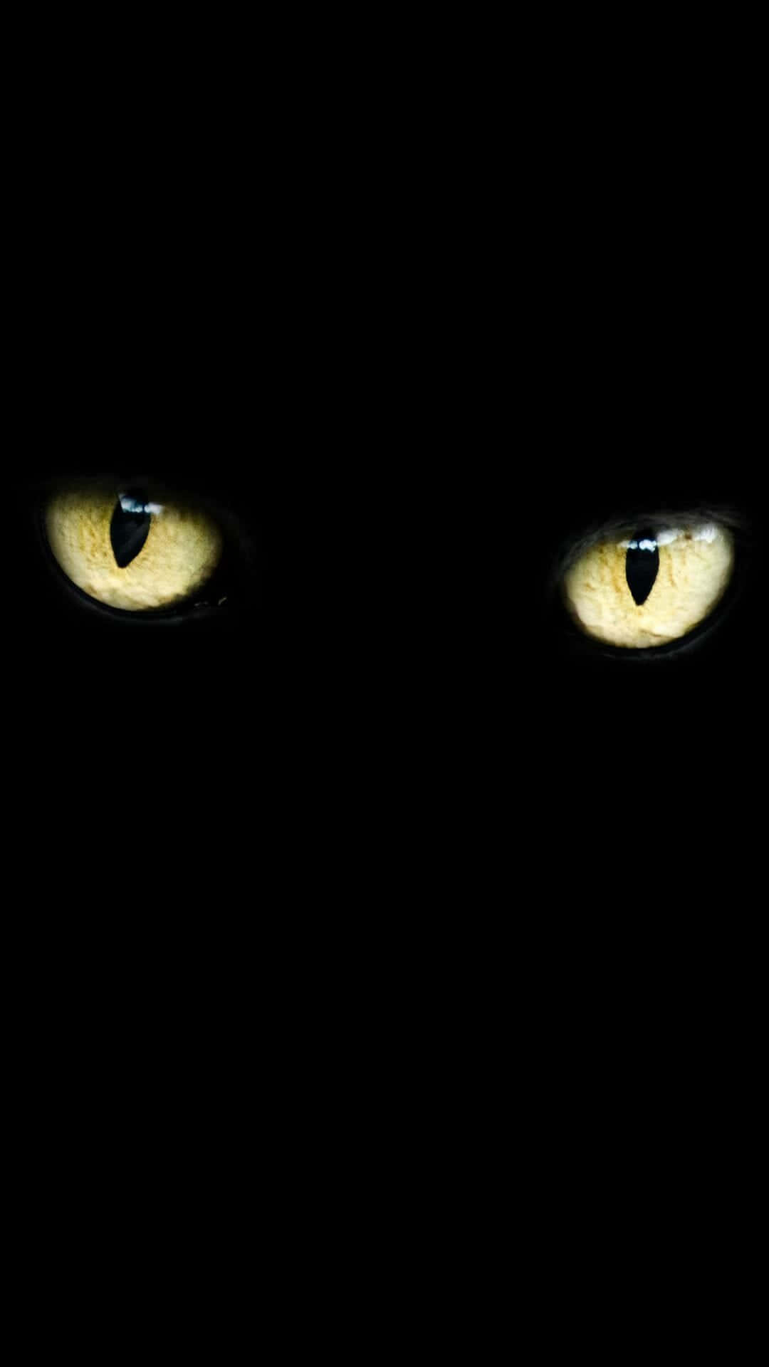 Pale Yellow Cat Eyes Black Cat Background