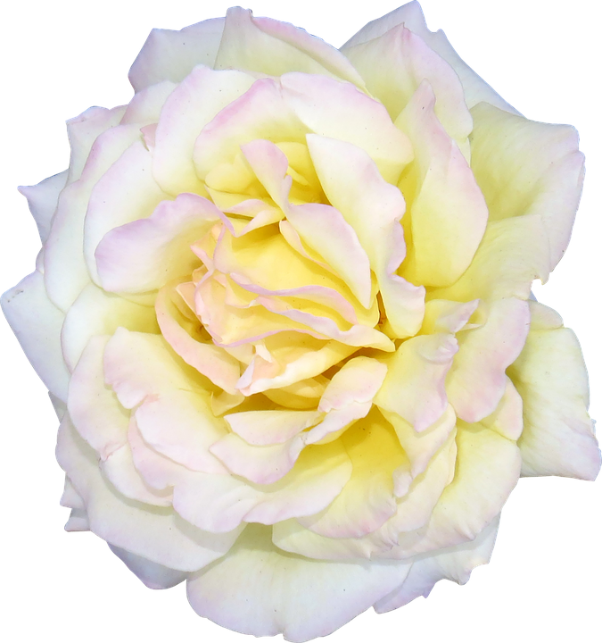 Pale Yellow Rose Isolated Background.png PNG