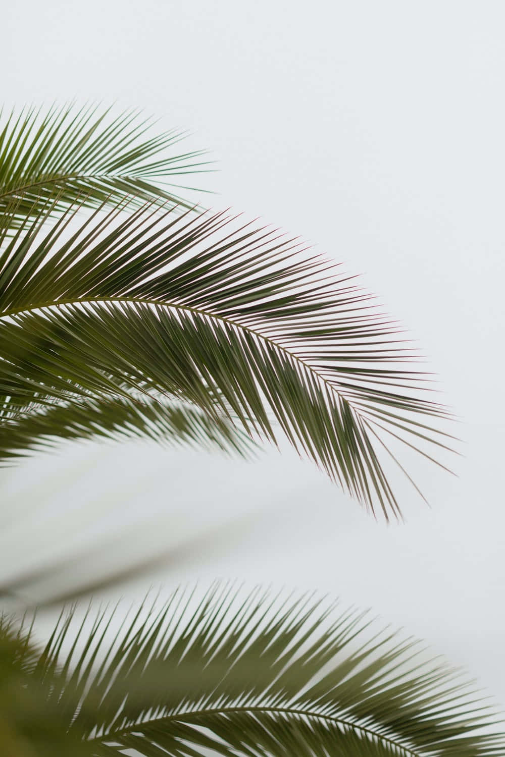 Tropical Palm Tree Wallpaper