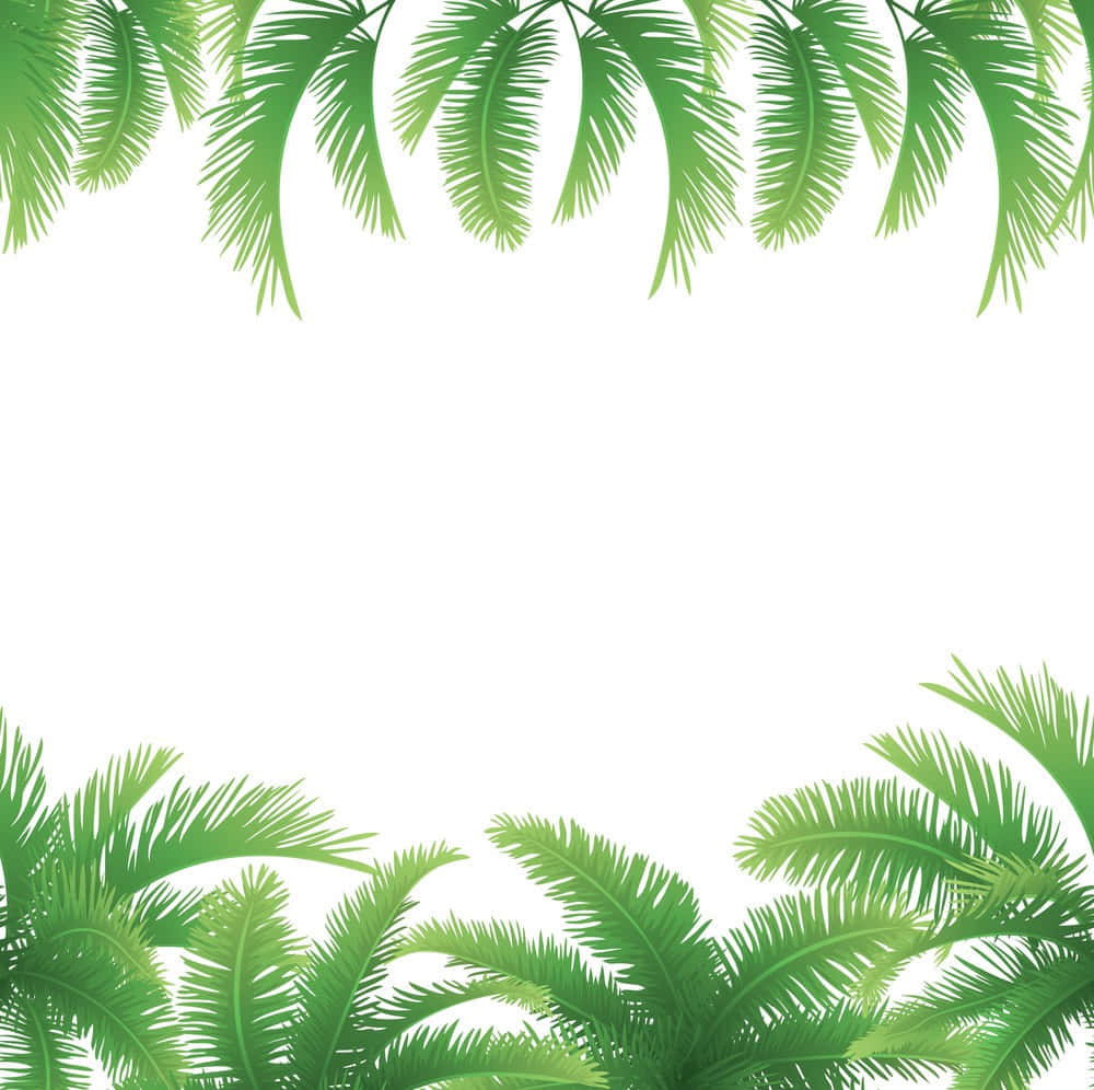 Tropical Palm Tree Scenery