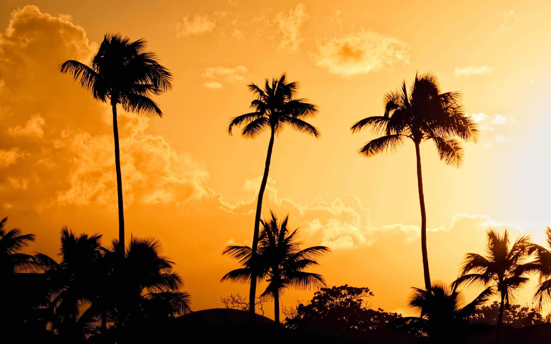 Tropical Palm Tree Background