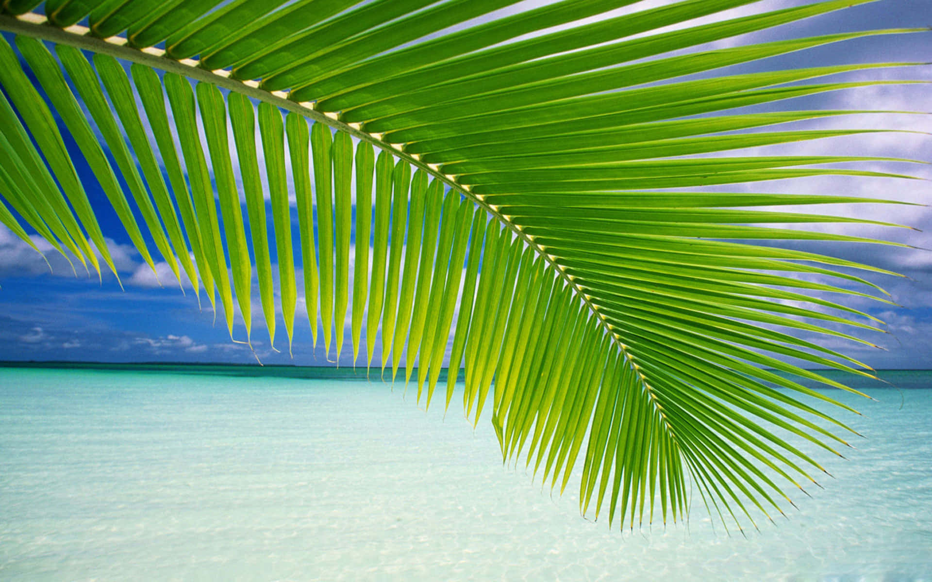 Tranquil Palm Trees on a Sunny Day