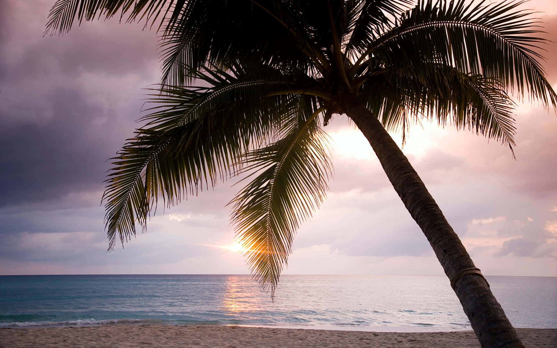 Tropical Palm Tree Paradise