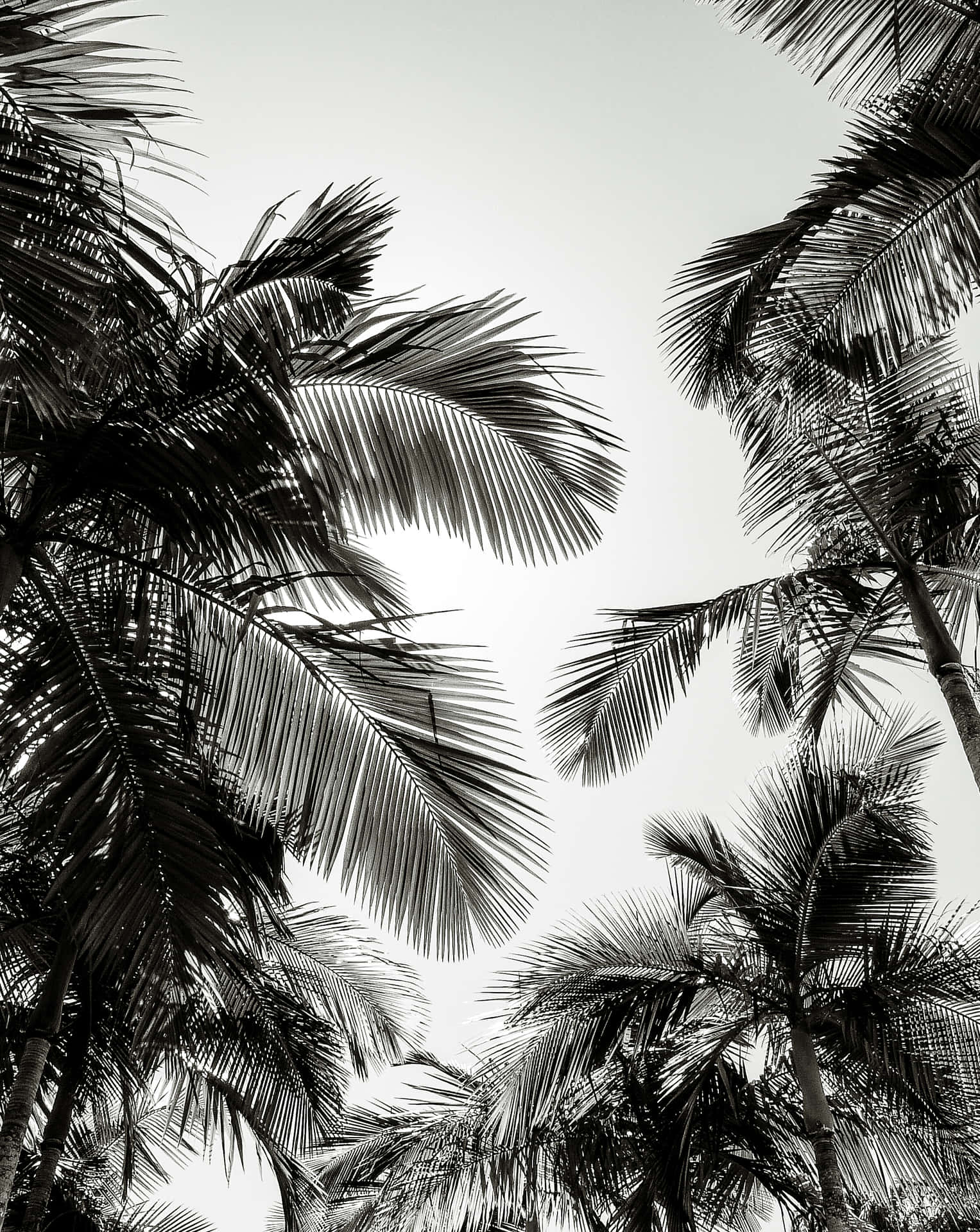 Serene palm trees on a tropical beach