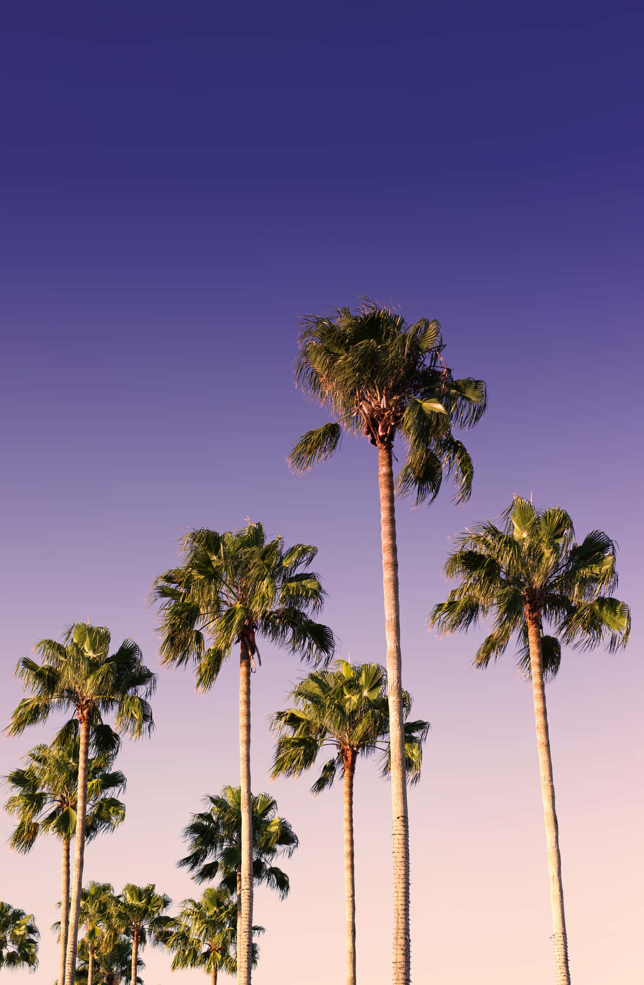 Caption: Tropical Palm Tree on a Sunny Day