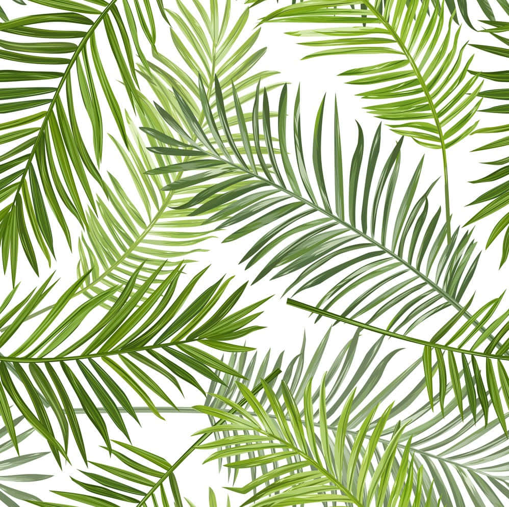 Tropical Palm Tree Background