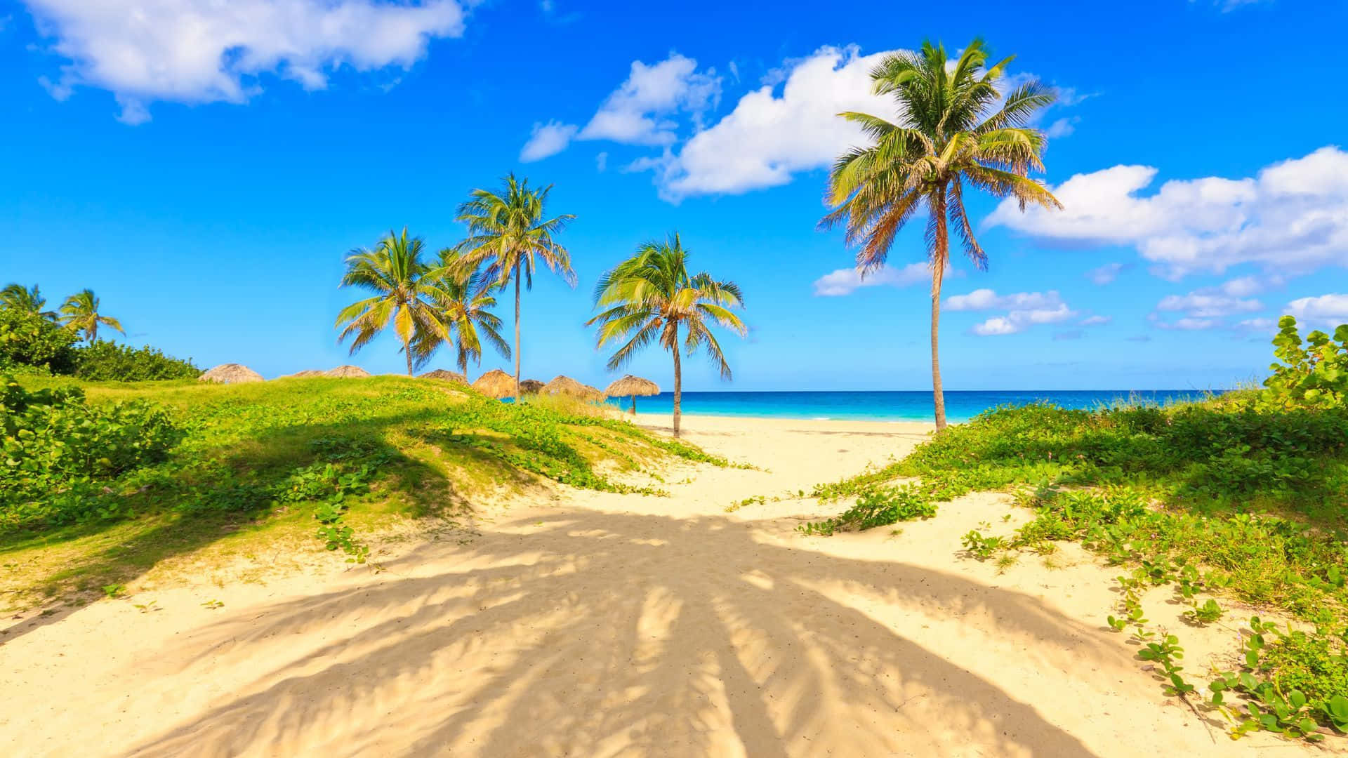 Ocean Palm Trees Beach Horizon Wallpaper