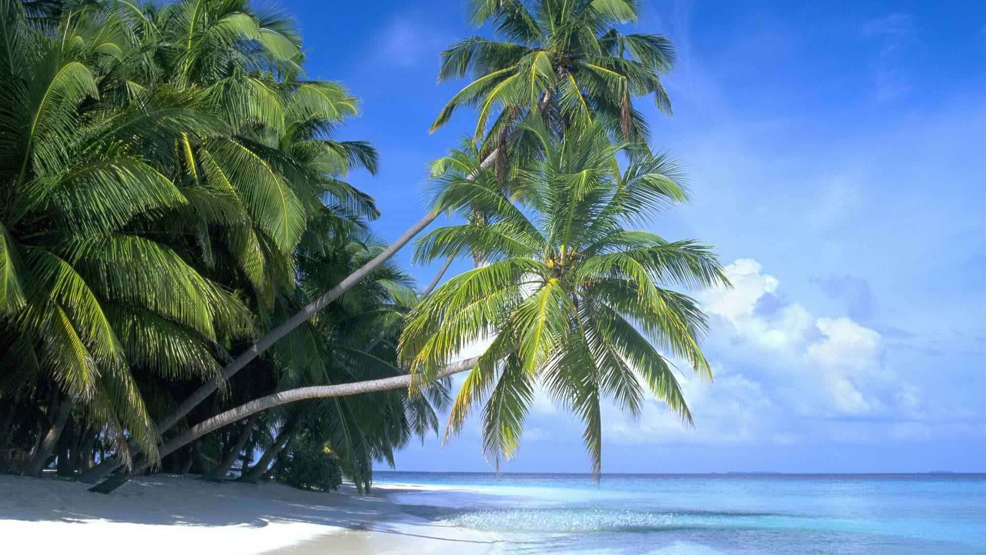 Maldivas,playa De Palmas Fondo de pantalla