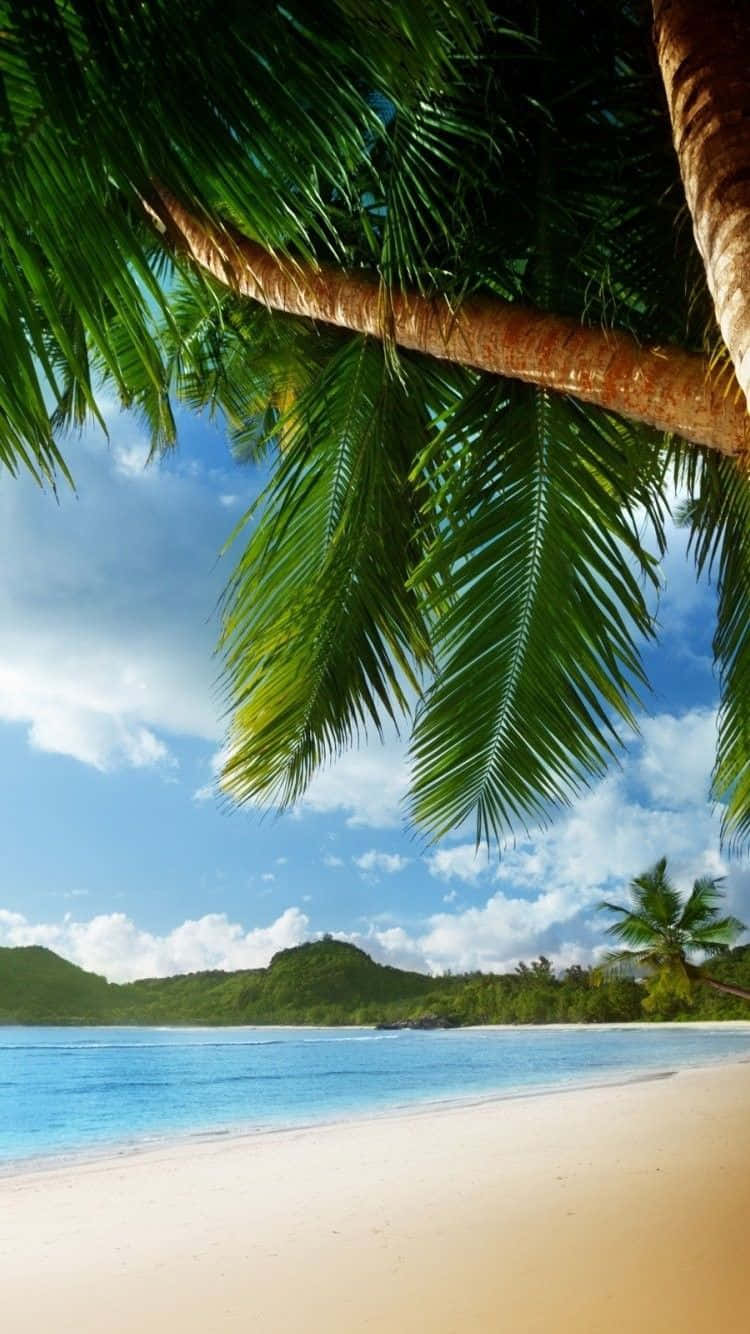 Palm Trees Tropical Beach Wallpaper