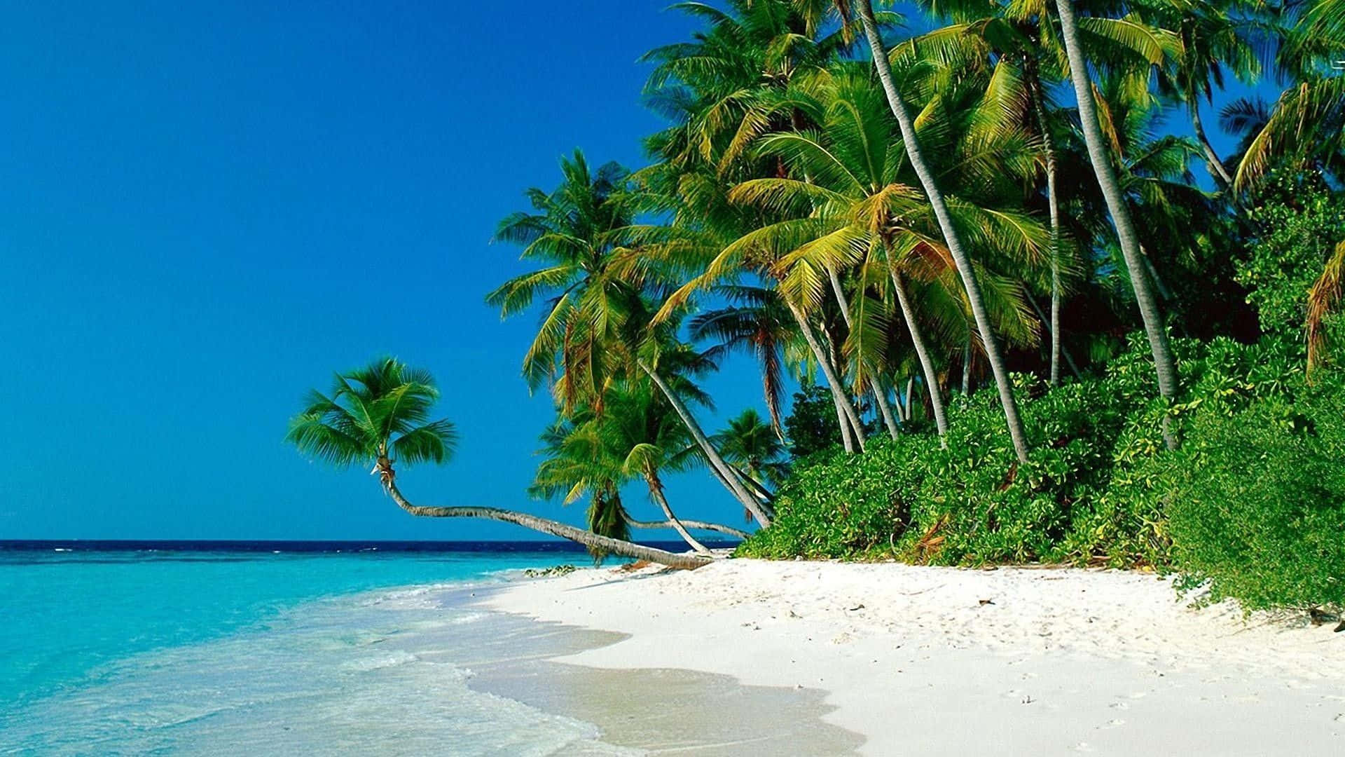 Breathtaking Seaside Landscape in Palm Beach Wallpaper