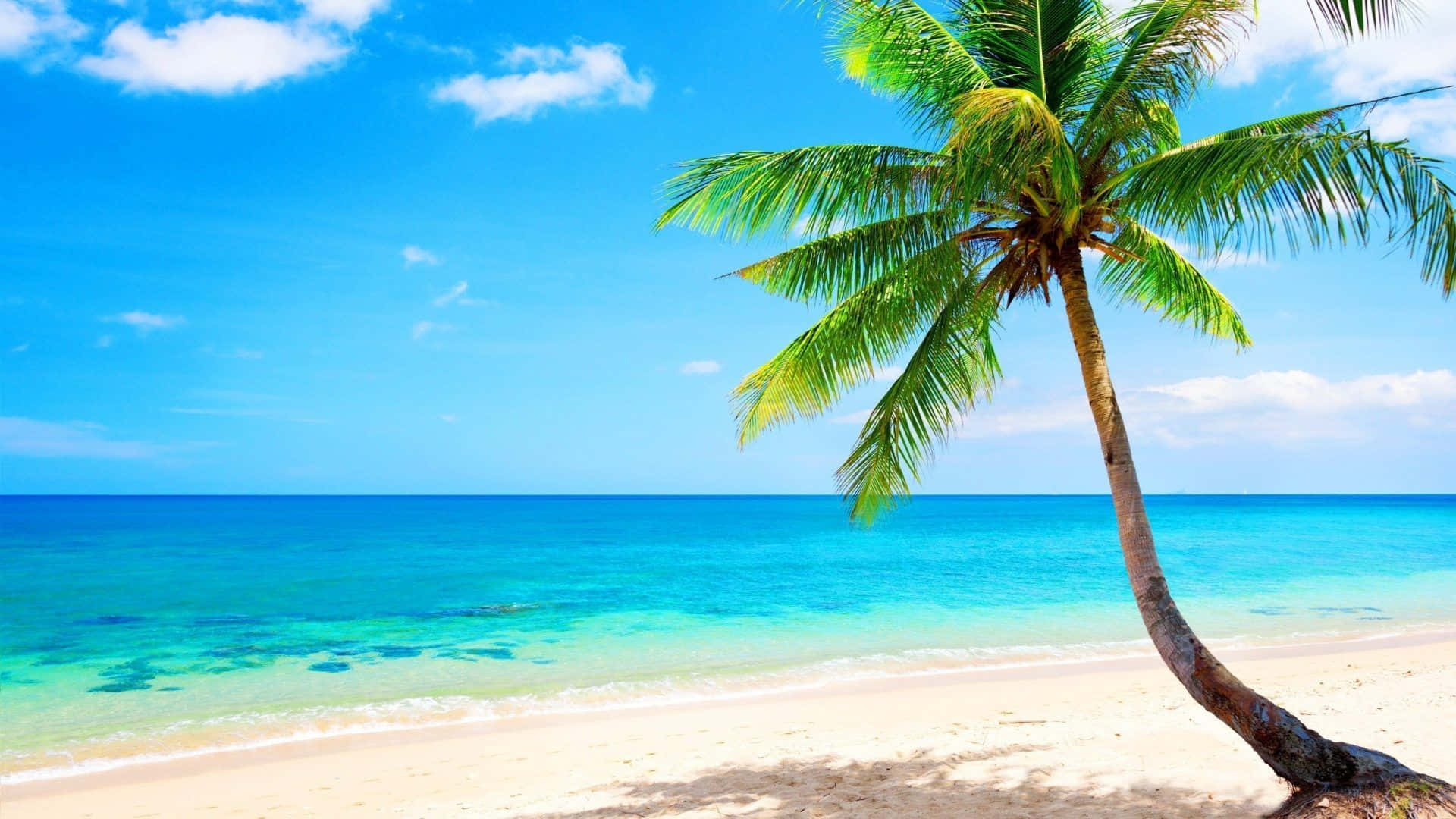 Praiade Palm Beach Com Água Cristalina E Azul Do Oceano. Papel de Parede