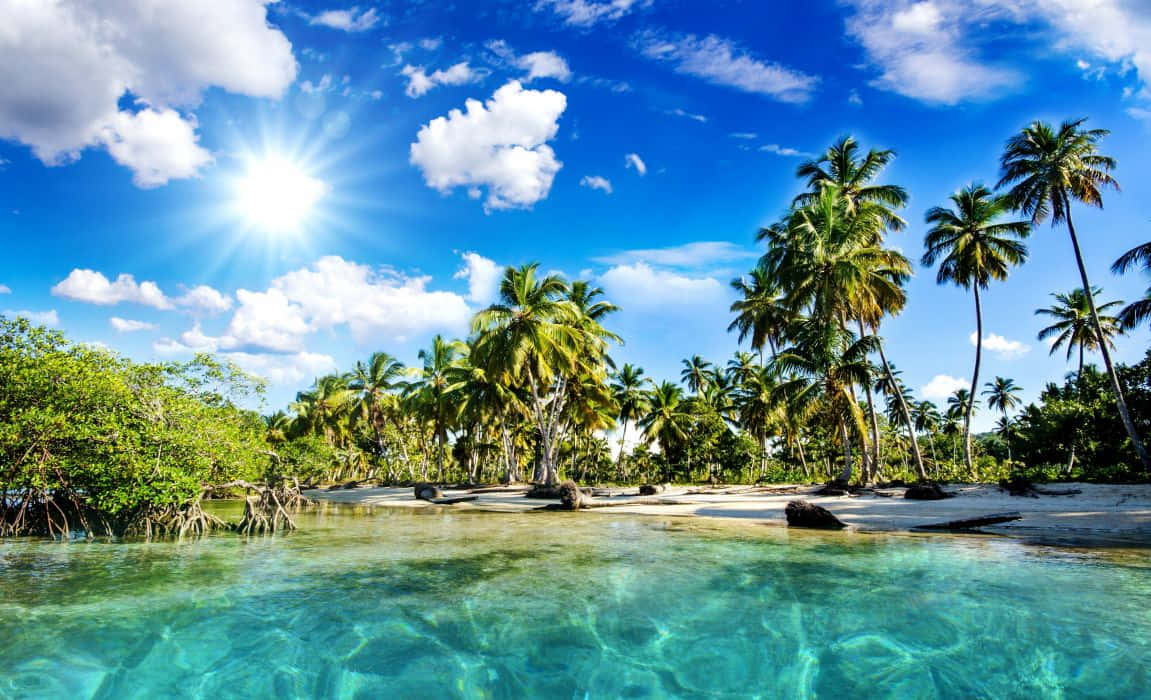 Tropical Palm Trees Sunny Beach Wallpaper