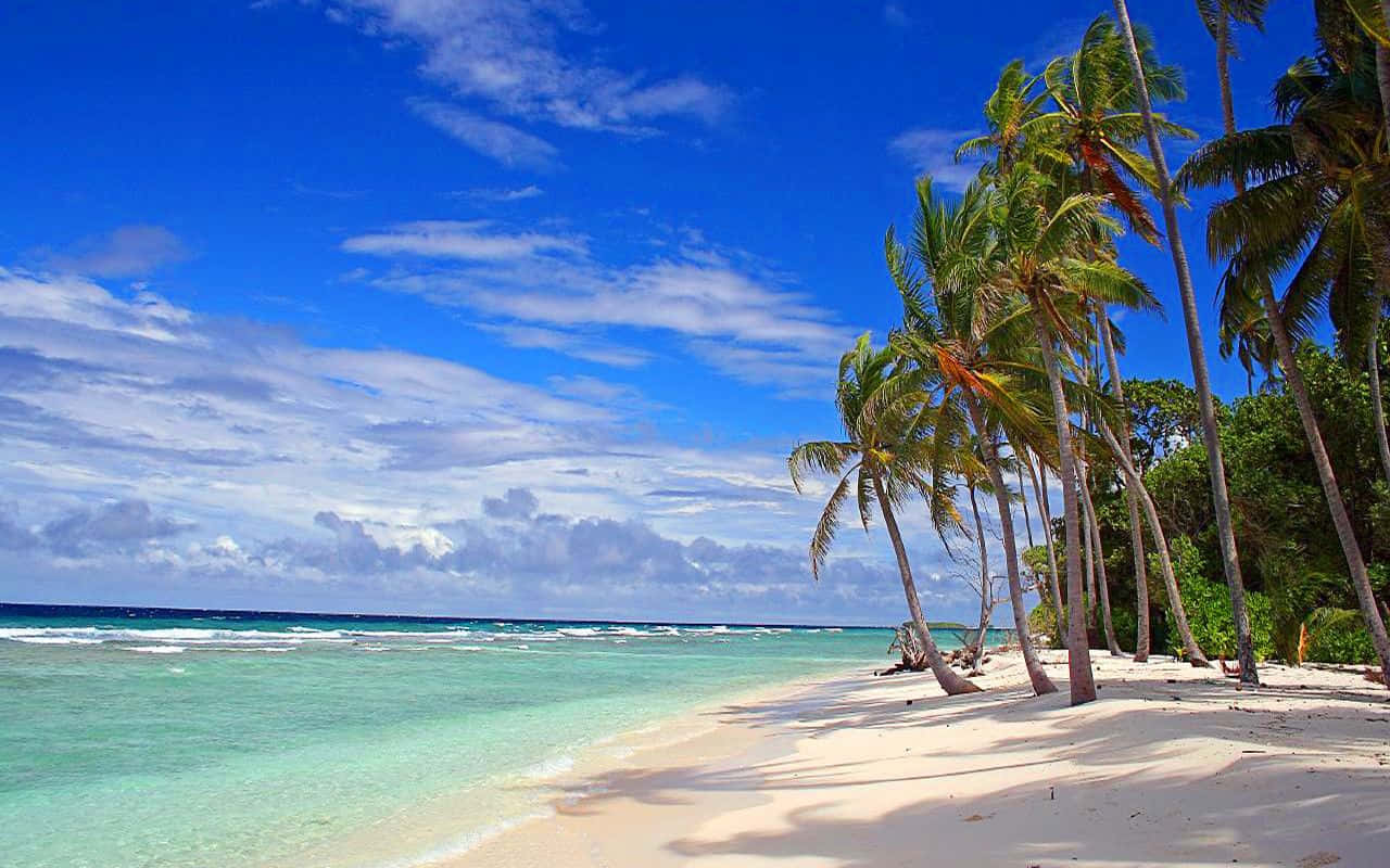 Palme træer tropisk Kiribati Strand Wallpaper