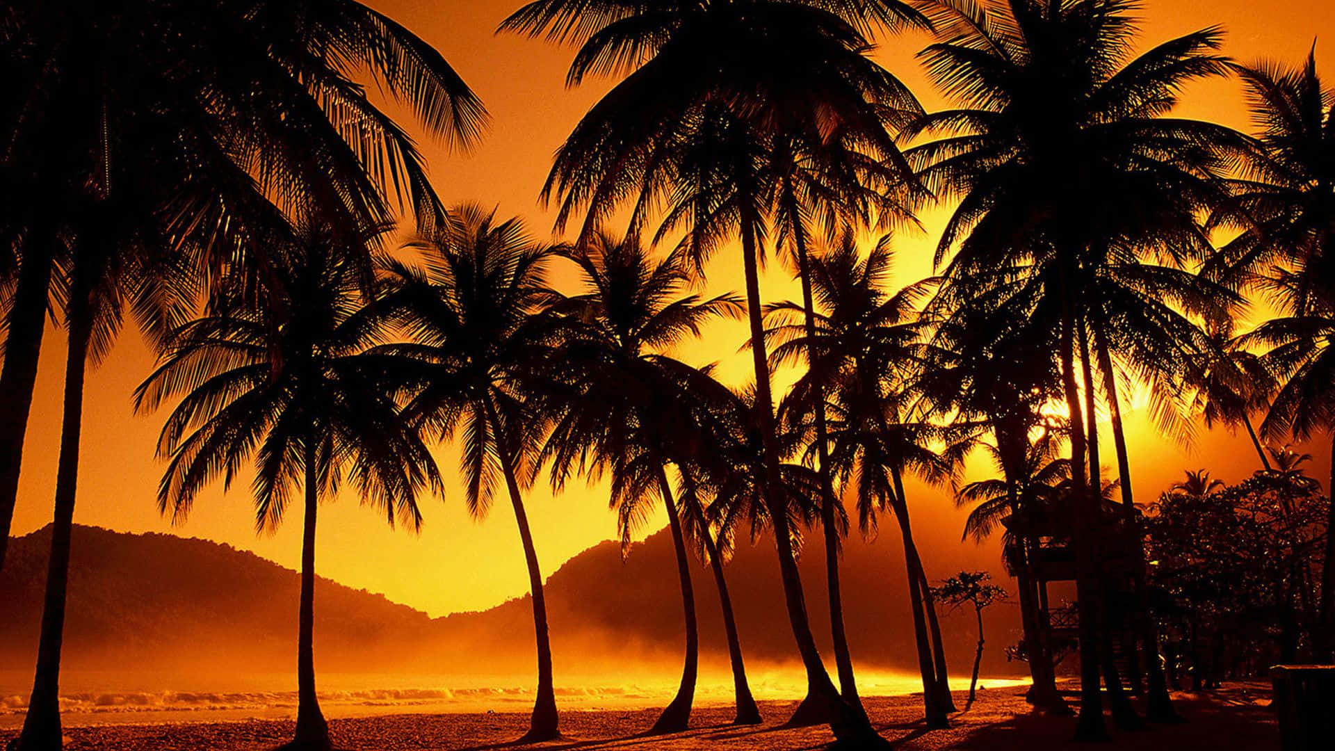 Vibes: Ocean Palme Træer Maracas Strand Vibes. Wallpaper