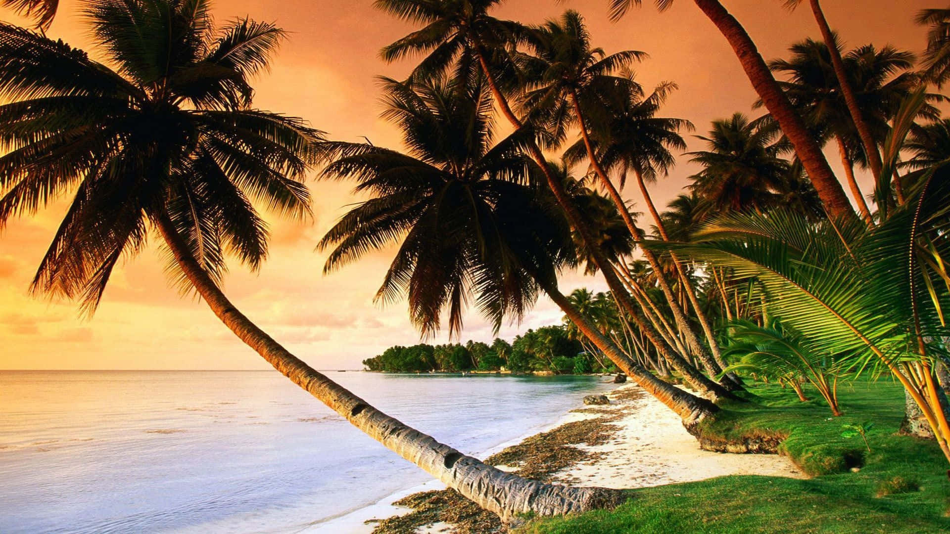 Leaning Palm Trees Beach Wallpaper