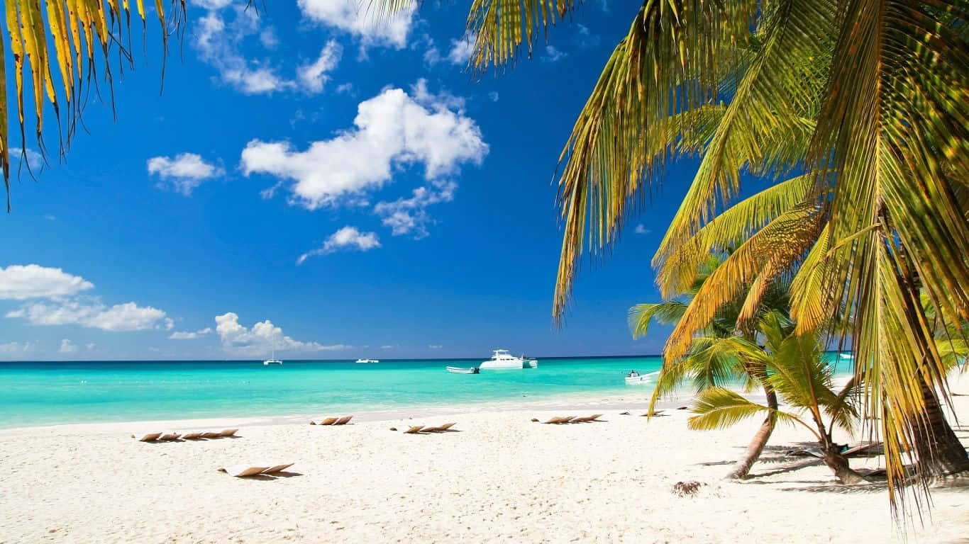 Palmetræer Bahamas Strand sceneri Wallpaper