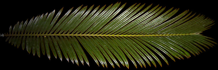 Palm Frond Black Background PNG
