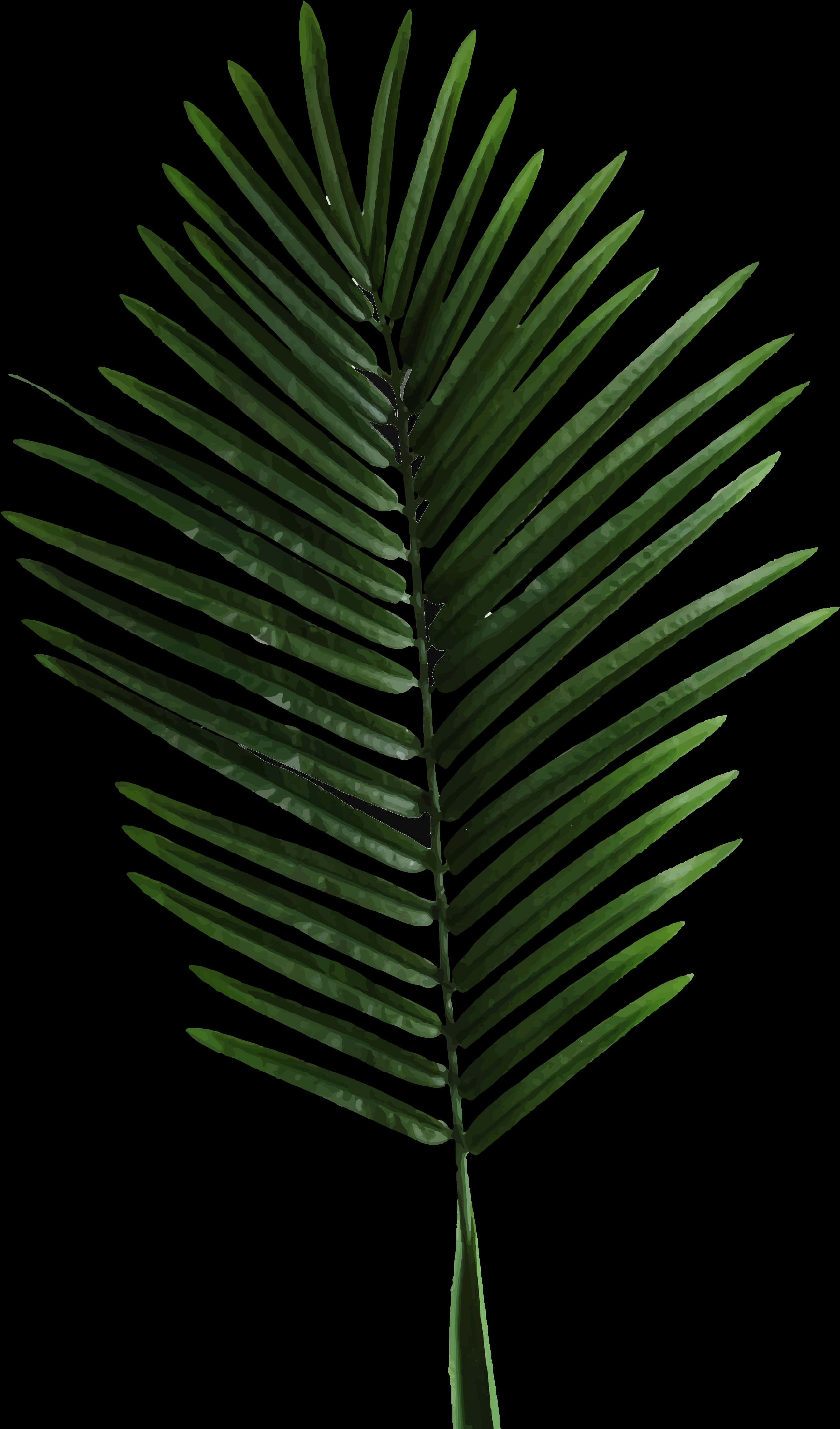 Palm Frond Isolatedon Black PNG
