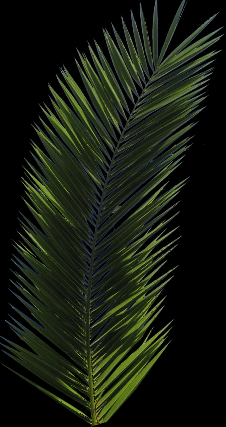 Palm Frond Isolatedon Black PNG