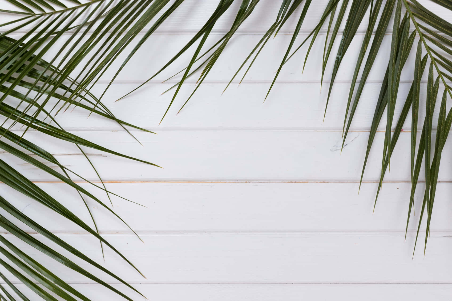 Palm Frond Over White Wooden Background Wallpaper