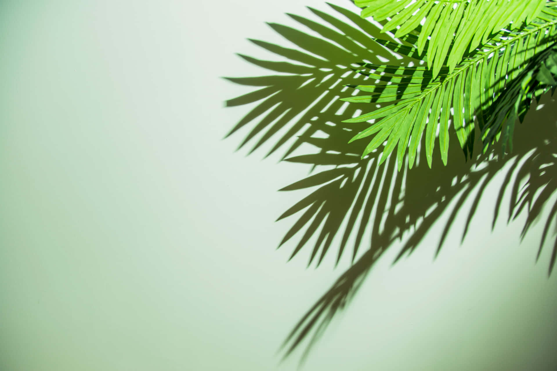 Palm Frond Shadow Gradient Background Wallpaper