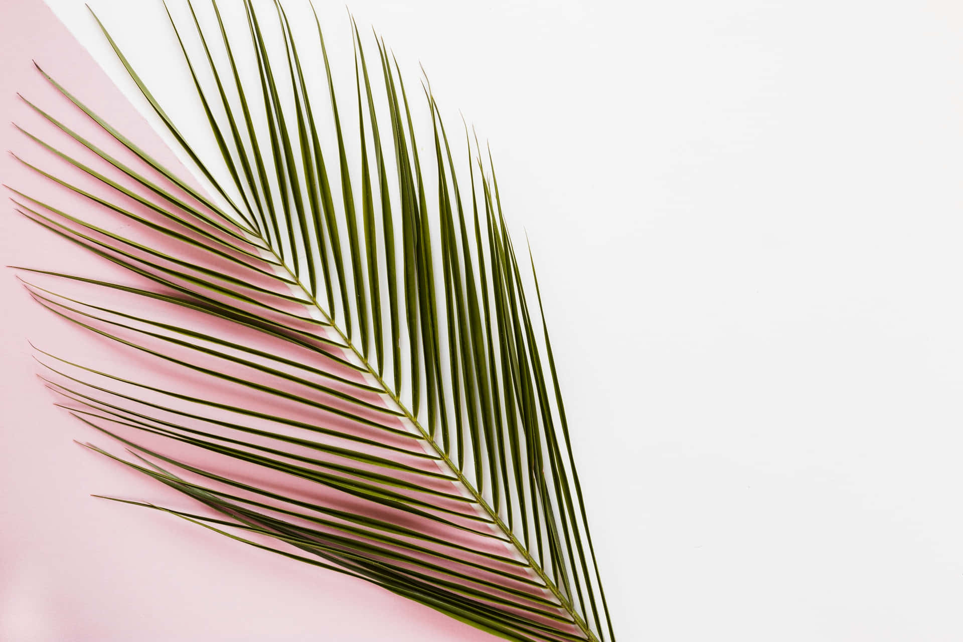 Palm Frondon Pink Background.jpg Wallpaper