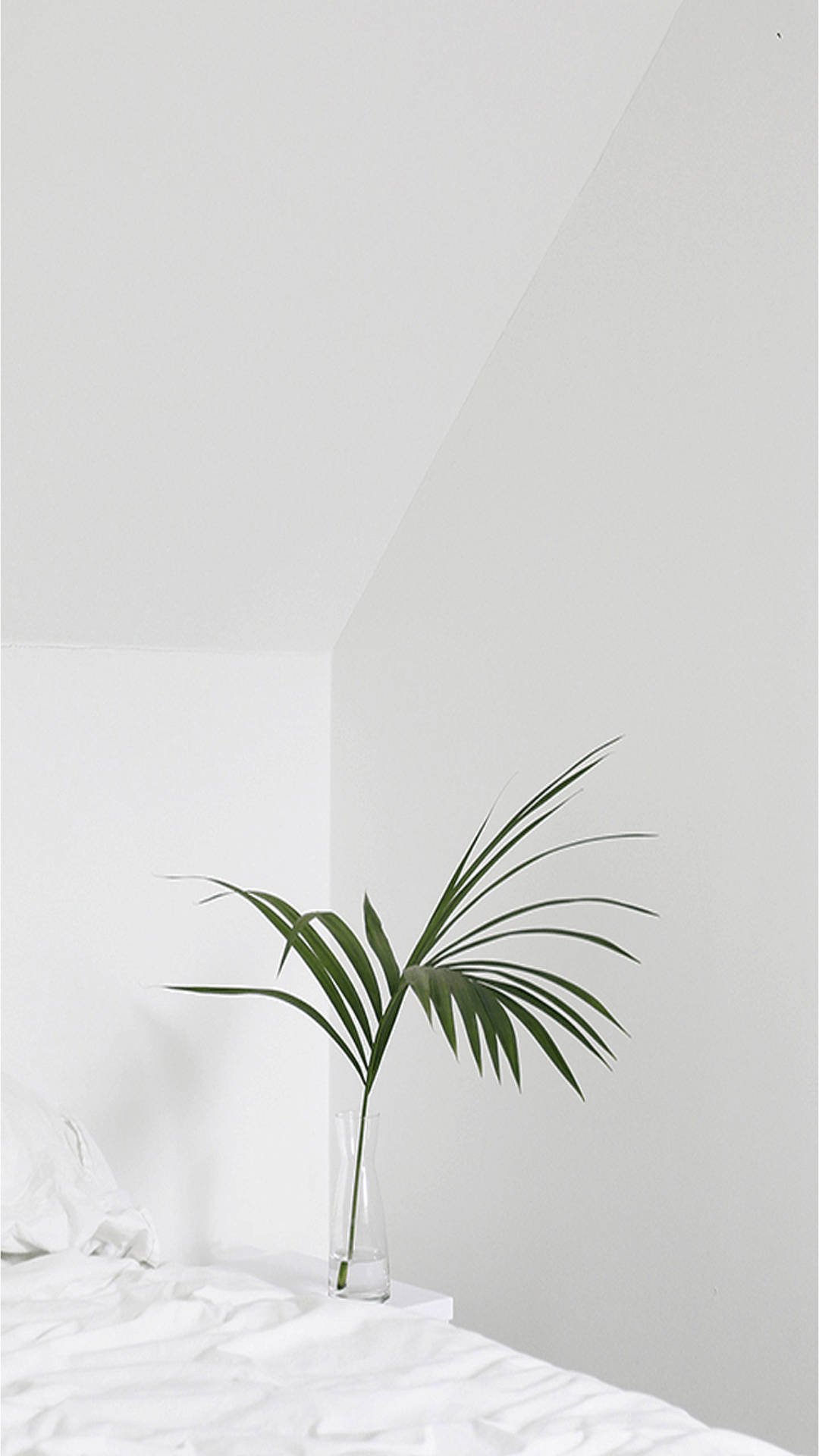 Palm Leaf In Cute White Aesthetic Room