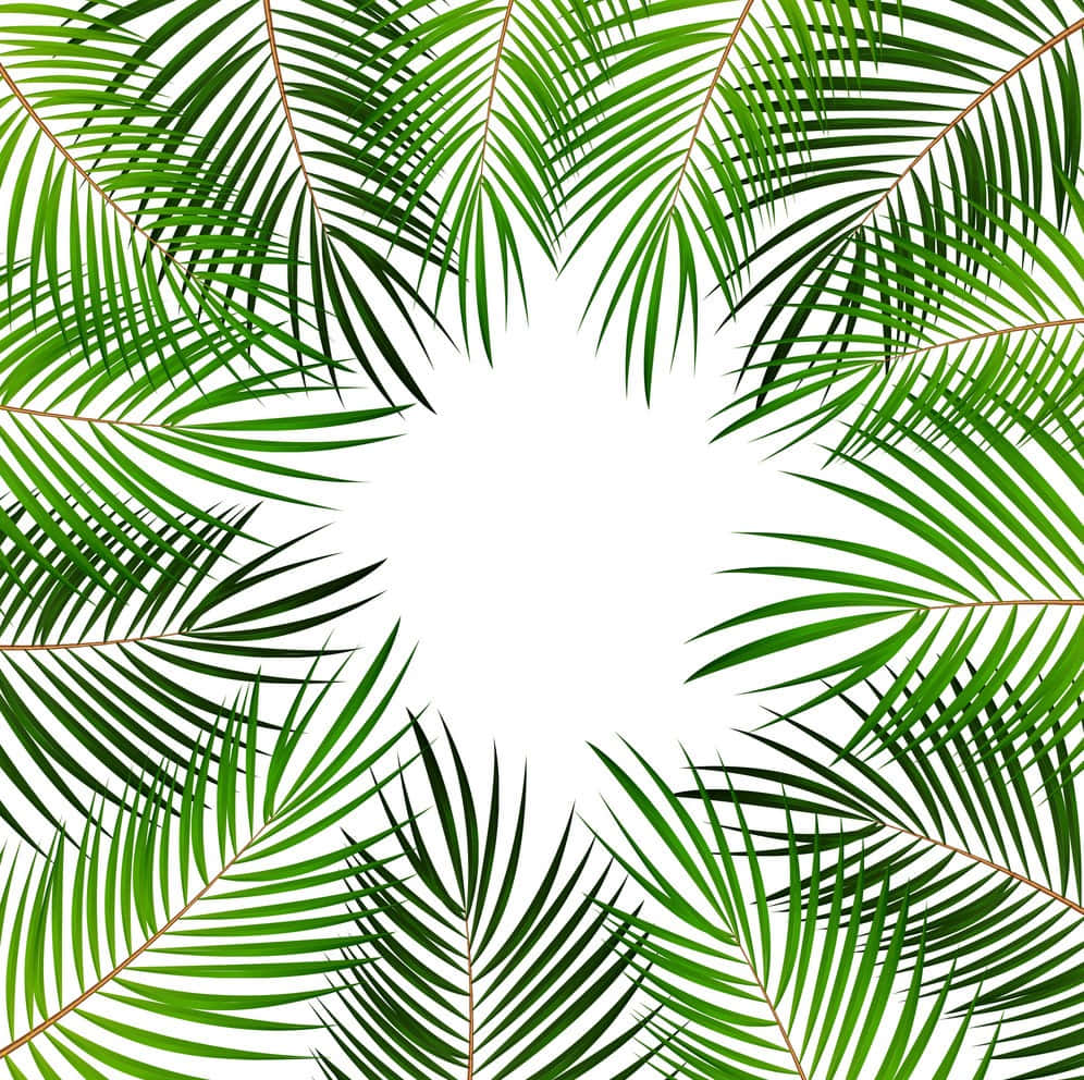 A lush tropical palm leaves background