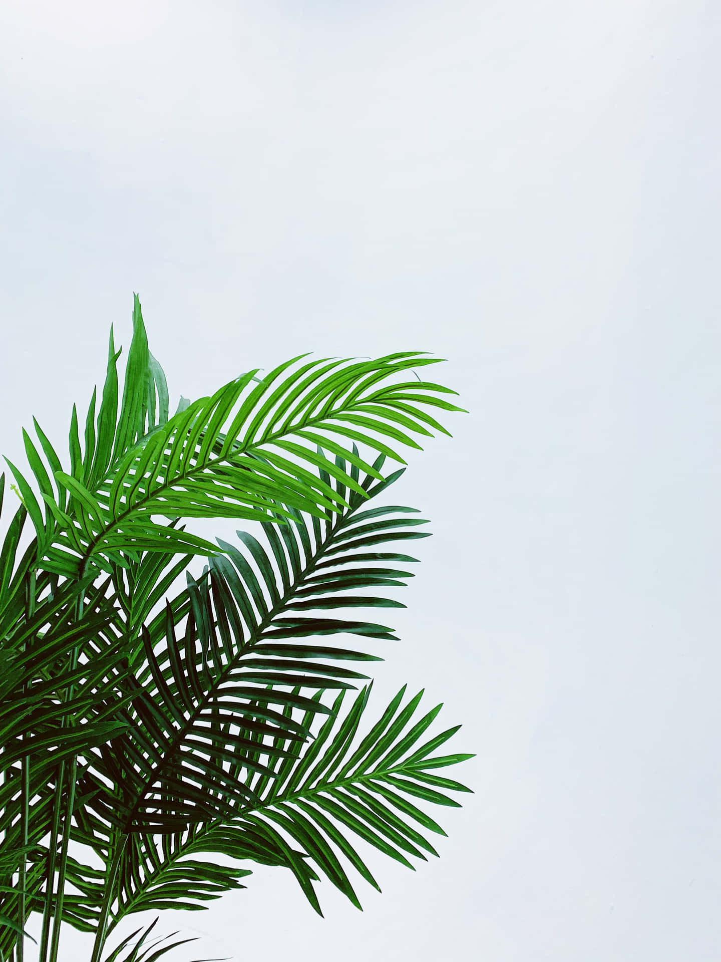 A view of bright, green palm leaves against a stunning blue sky.