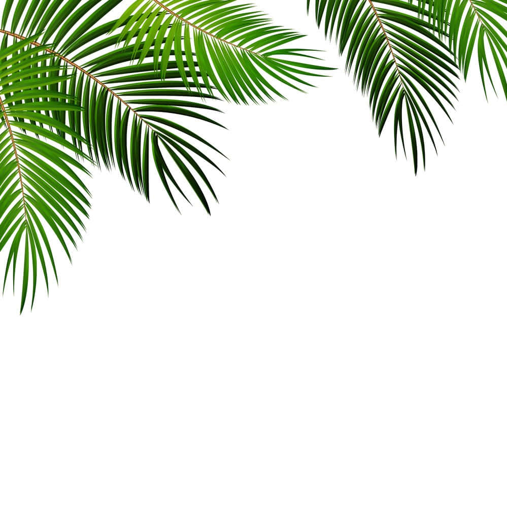 [100+] Palm Leaves Backgrounds | Wallpapers.com