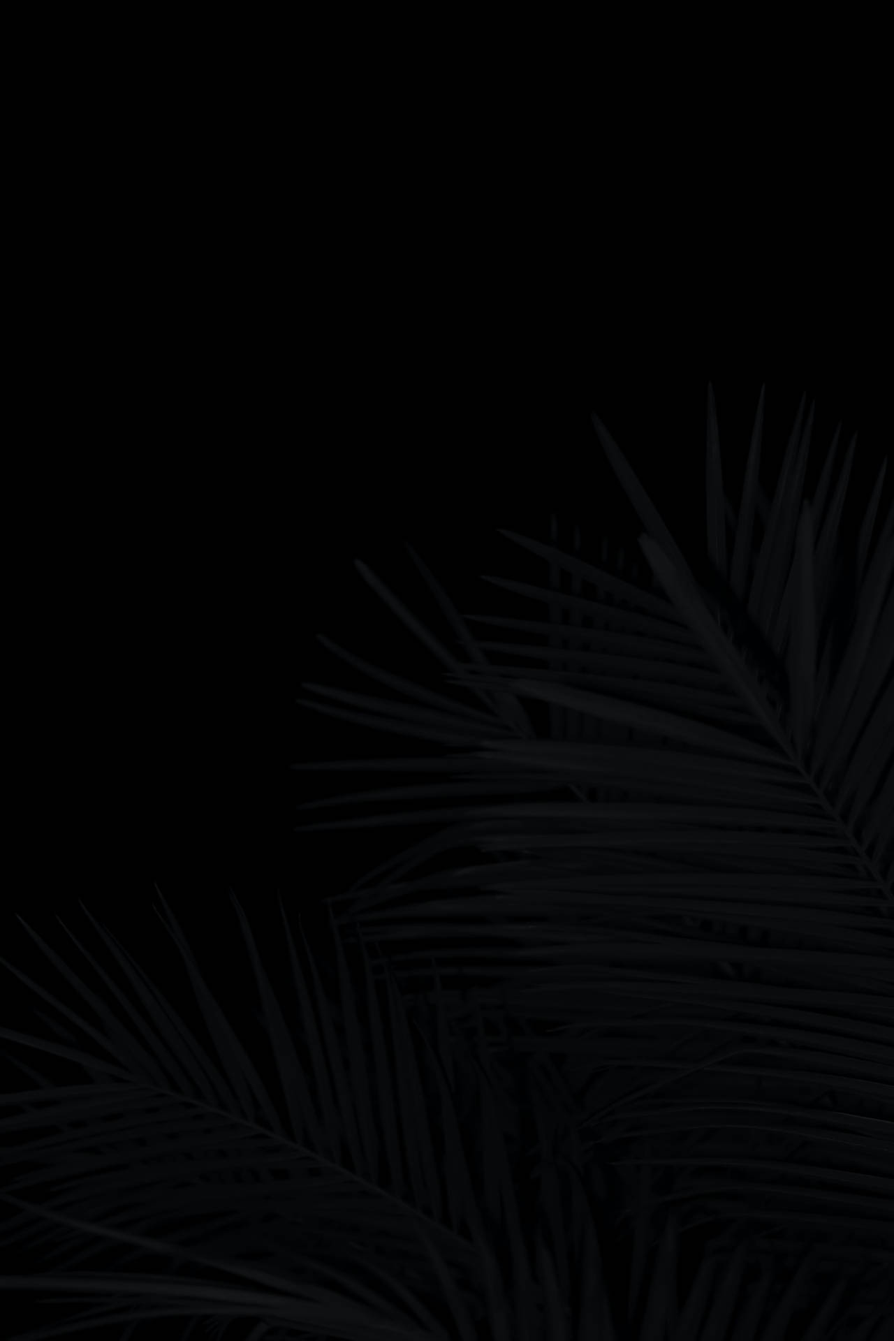 Palm Leaves Black Aesthetic Tumblr Iphone Wallpaper