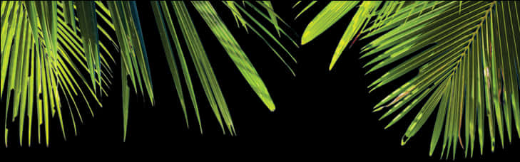 Palm Leaves Black Background PNG